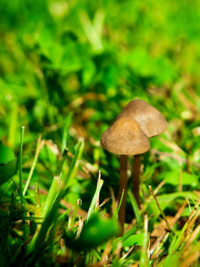 Psilocybin mushroom
